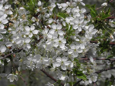 Prunus cerasus L. | Plants of the World Online | Kew Science