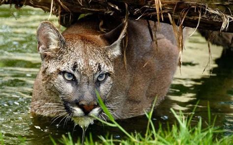 Chile: on the trail of the elusive puma - Telegraph