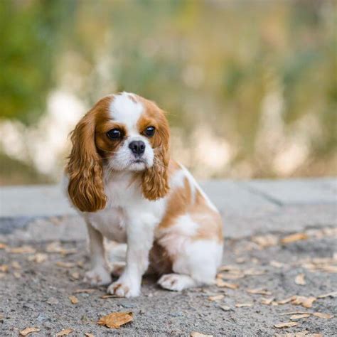 Cavalier King Charles Spaniel For Adoption | Petmeetly