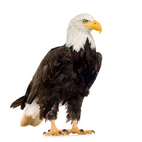 Royalty Free Bald Eagle Pictures, Images and Stock Photos - iStock