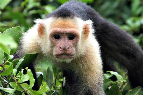 Capuchin monkey - Cool and Interesting Facts for Kids | Capuchin monkey, Monkey pictures, Animals