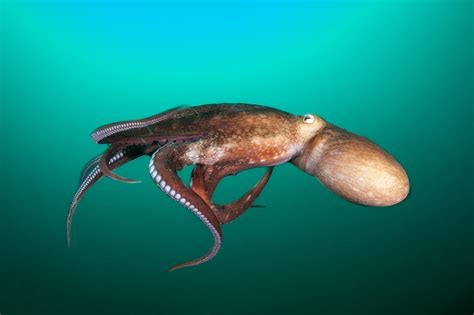 8 Best Destinations for Diving with 8 Different Species of Octopus