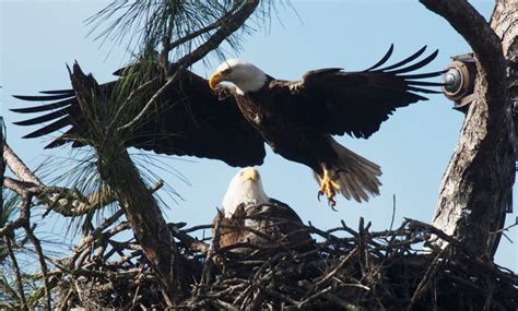 Photos: 2019 Southwest Florida Eagle Cam eaglets are almost a month old