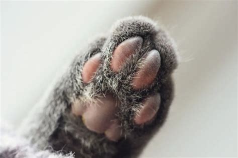 Cat Paw Anatomy (Ultimate Guide!!) - AnimalFate