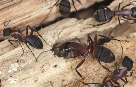 How To Locate A Carpenter Ant Nest