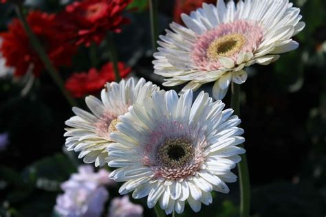 Gerbera Daisy Meaning and Symbolism in the Langauge of Flowers - Petal ...