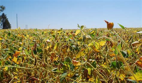 Soybean Seeds | Golden Harvest