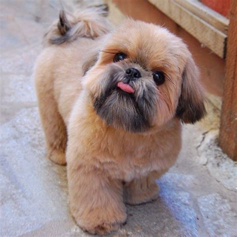 11 best Lhasa apso haircuts images on Pinterest | Pets, Fluffy pets and Cute funny animals