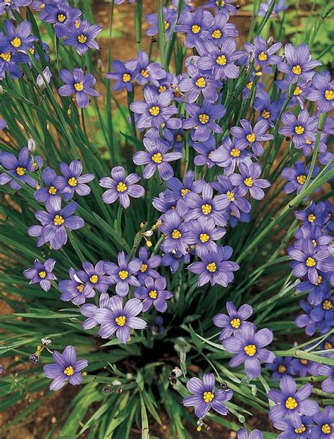 Sisyrinchium angustifolium 'Lucerne' | Blue-Eyed Grass | Ebert's Greenhouse