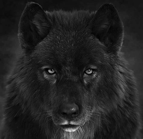 Black Wolf With Wings Wallpaper