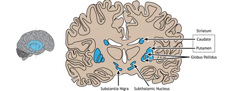 5.3: Basal Ganglia - Medicine LibreTexts