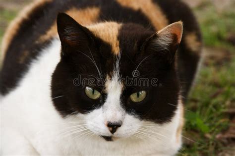 Tricolor cat stock image. Image of eyes, colors, mammal - 5198505