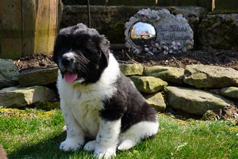 AKC Registered Newfoundland Puppy For Sale Fresno Ohio Male Gus – AC Puppies LLC