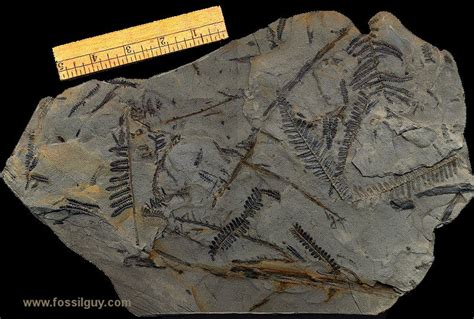 Fossilguy.com: Carboniferous Fossil Fern Identification