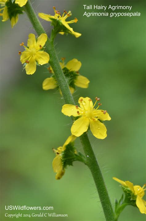 US Wildflower - Tall Hairy Agrimony, Common Agrimony, Hooked Agrimony ...