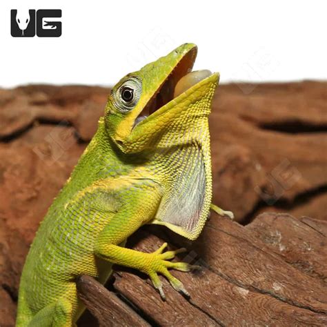 Baby Cuban Knight Anoles For Sale - Underground Reptiles