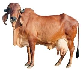 Gir Cow | Animal Husbandry Tips