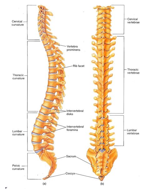 Diagram Of Vertebral Column