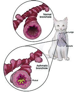 Feline Asthma: What You Need To Know | Cat asthma, Feline health, Asthma