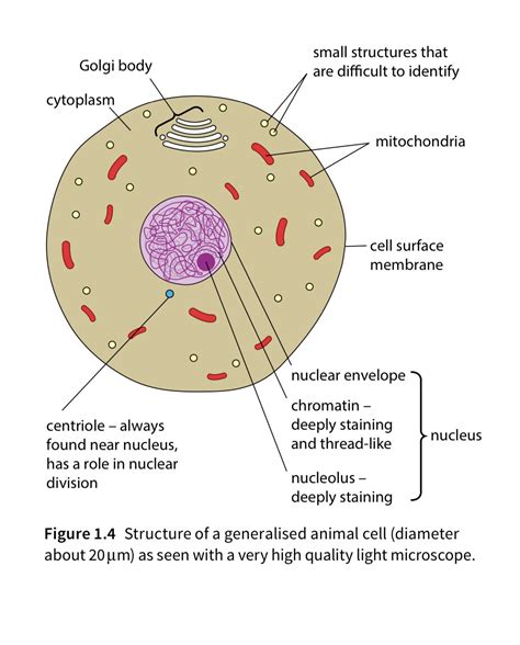 Cell biology_microscopy - Practice Question Solving - EnterMedSchool - Future Doctors Forums