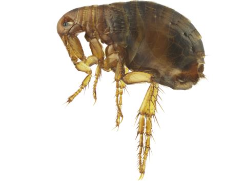 Fleas: Control, Extermination, & Prevention of Fleas in Home