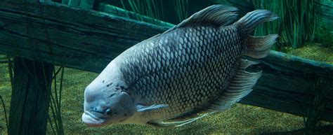 Giant Gourami · Tennessee Aquarium