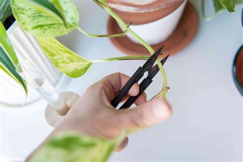 How to Propagate Plants by Rooting Stem Cuttings