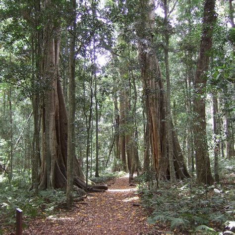 Bunya Mountains National Park - All You Need to Know BEFORE You Go (2024)