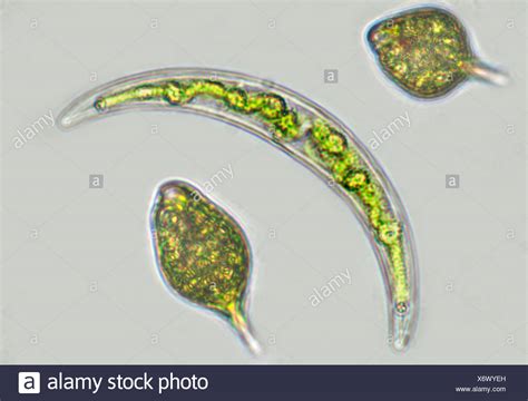 Green Algae Microscope Stock Photos & Green Algae Microscope Stock Images - Alamy