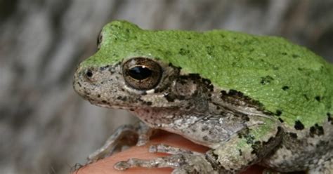 Identical tree frog species distinguishable only by call