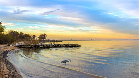 Great Blue Heron catching a fish on a Chesapeake Bay beach at sunset ...