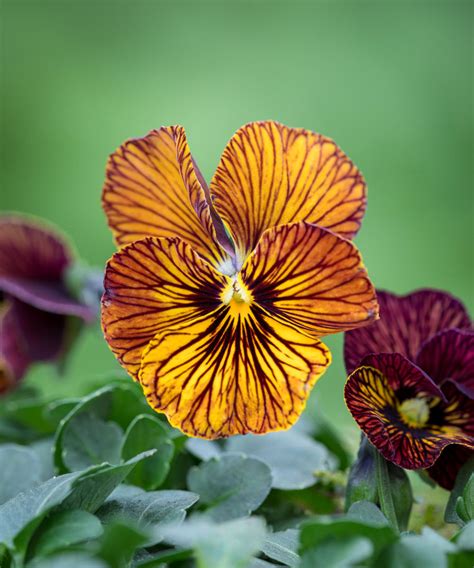 Best winter pansies: 8 to add seasonal color to your garden | Homes ...