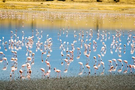 Lesser Flamingos at Lake Magadi in the Kenyan Rift Valley Stock Image ...