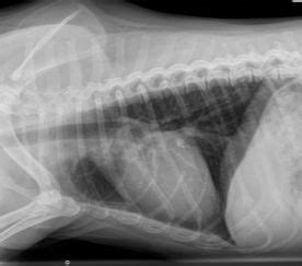 AKC Canine Health Foundation | Recognizing Pneumothorax is Key to Survival