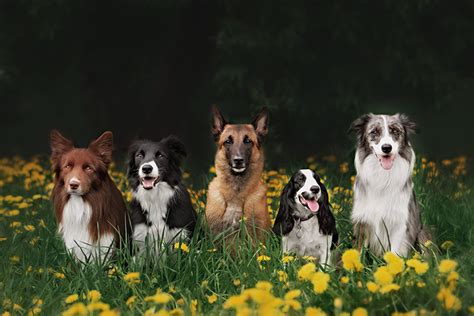 Set Your Dog Up For Springtime Success | Preen Pets