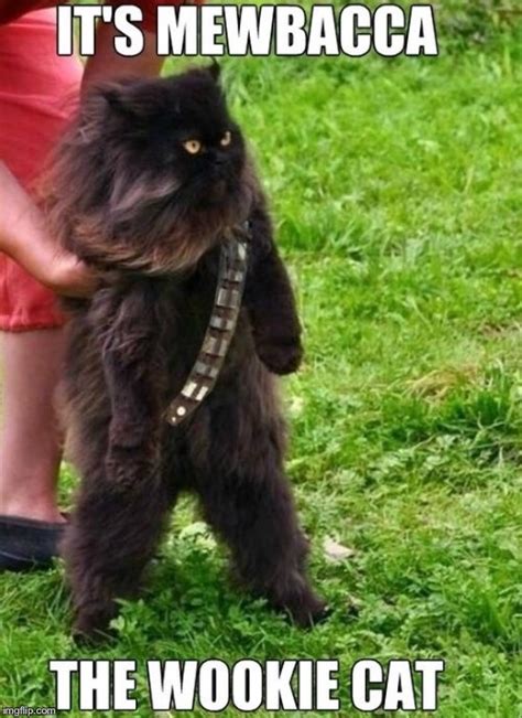 Image tagged in memes,wookie,mewbacca - Imgflip