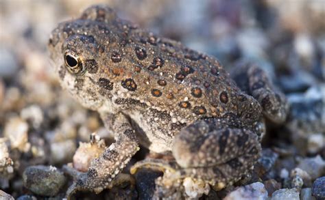 Red-Spotted Toad - Grand Canyon National Park (U.S. National Park Service)