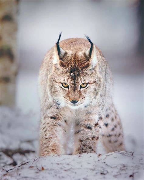 Eurasian lynx stalking towards the camera | Eurasian lynx, Lynx, Big cats