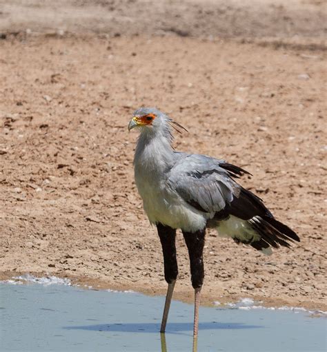 Mata-Mata area - Simons Birding Blog