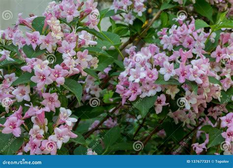 Summer Blooming Pink Melastomataceae Flowers Stock Image - Image of leaves, bloom: 137677331