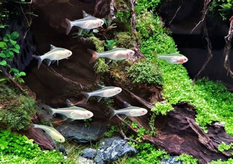 Lemon Tetra • Care Guide (Tank Setup, Mates & Breeding)