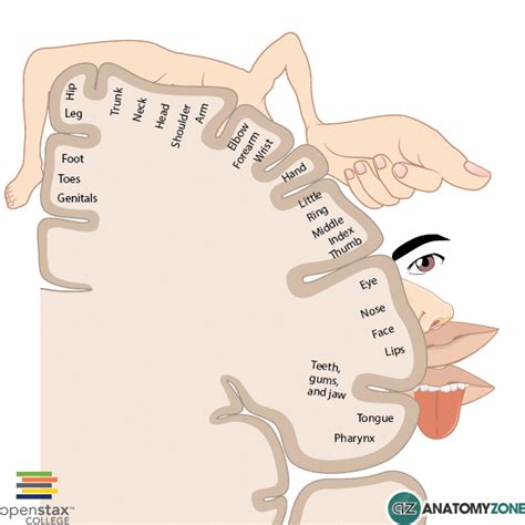 Cortical Homunculus - AnatomyZone