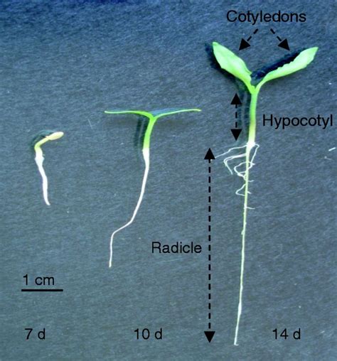 Regulation of ROS and RNS in pepper seedlings « Botany One