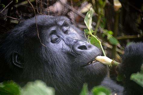 Mountain Gorillas - Facts, Diet & Habitat Information