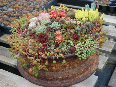 How to Grow and Care for Container Succulents - World of Succulents