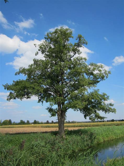 ALISO COMÚN, TODO SOBRE EL ÁRBOL DE BOSQUES RIBEREÑOS