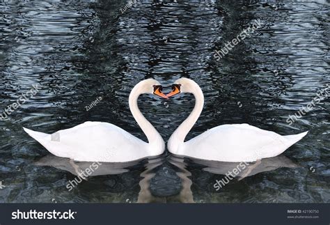 Two Swans Making A Shape Of Heart Stock Photo 42190750 : Shutterstock