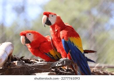 485 Honduras National Bird Images, Stock Photos, 3D objects, & Vectors | Shutterstock