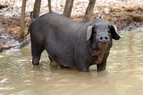 Feral pigs in Canada: The solution is far from near - Pig Progress