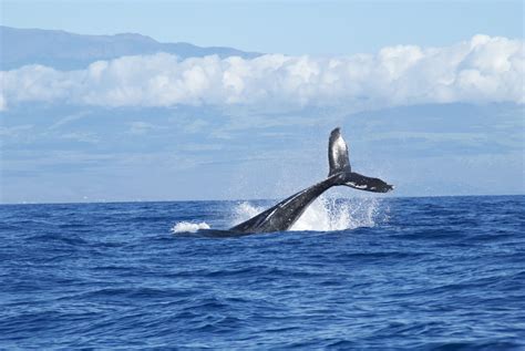 Where To Follow The Whale Migration This Year - Conservation Volunteers Australia